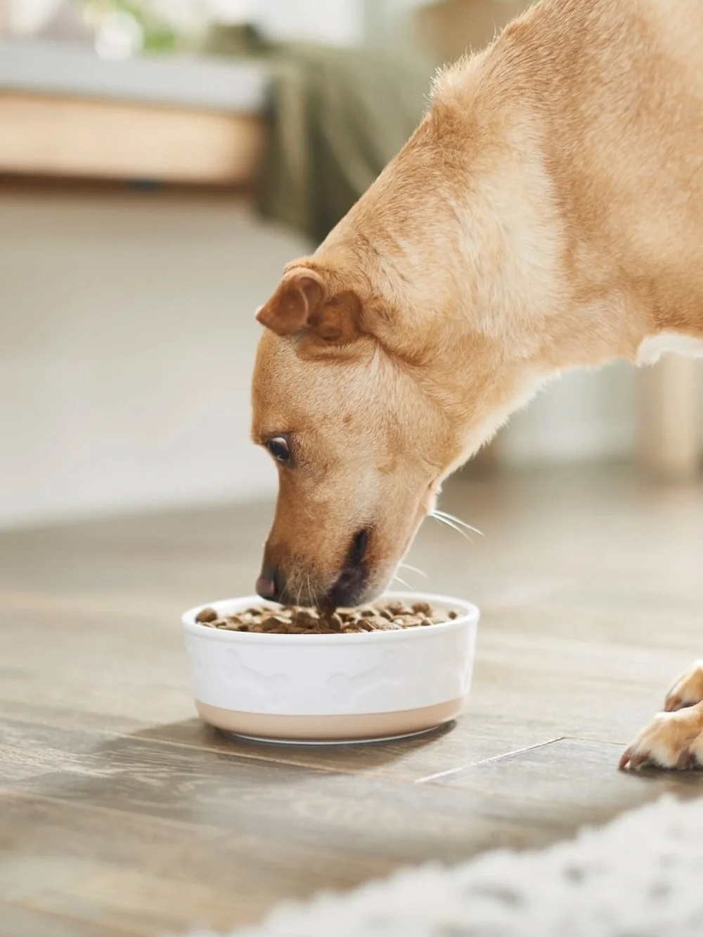 Ceramic Dog Bowl - White and Tan Bone Design